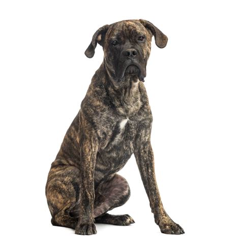 Cane Corso Dog Breed » Everything About Cane Corsos