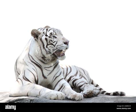 Lying White Tiger Isolated On White Background Stock Photo Alamy