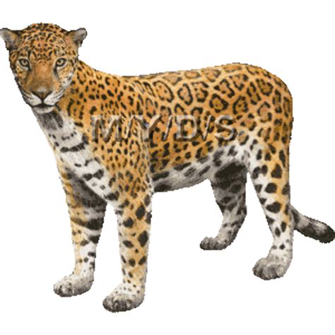 Download High Quality Animal Clipart Jaguar Transparent Png Images