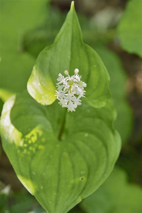 False Lily Of The Valley Facts Caring For Wild Lily Of The Valley Flowers
