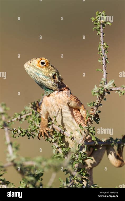 Ground Agama Agama Aculeata Breeding Males Develop The Blue Throat