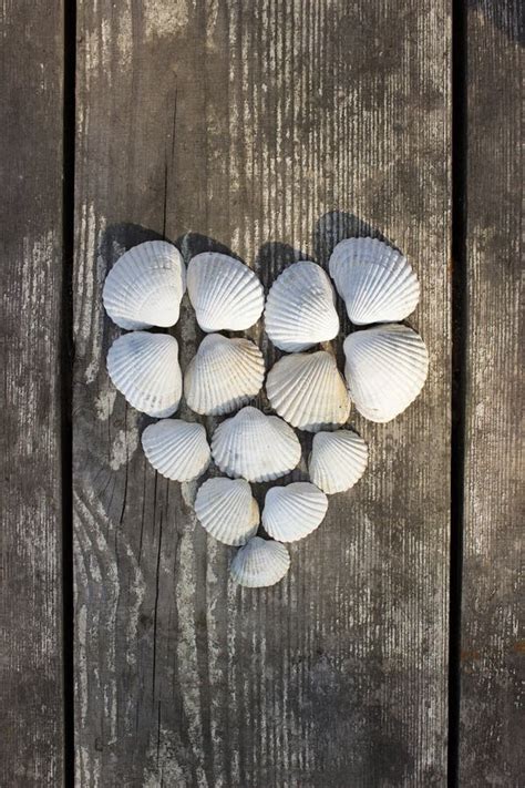 268 Heart Made Sea Shells Stock Photos Free And Royalty Free Stock