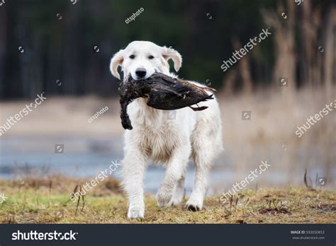 Hunting Golden Retriever Dog Carrying Duck Stock Photo 593050853