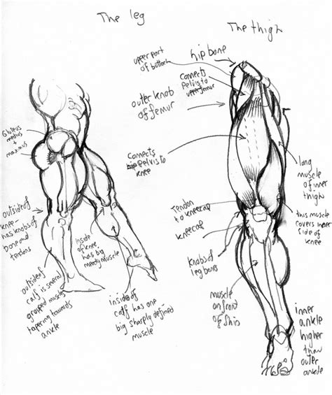 Leg Muscles Drawing At Getdrawings Free Download