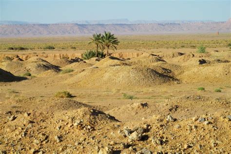 How Do Palm Trees Survive In The Sahara Desert