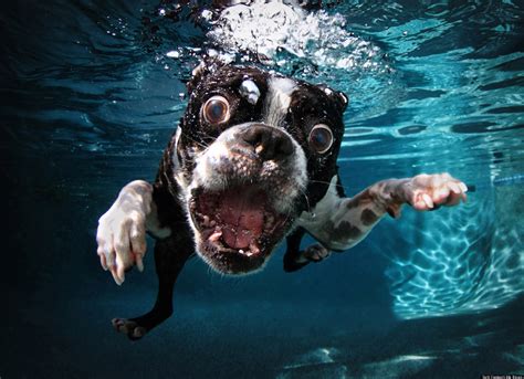 Underwater Dogs Feature In New Book Of Oh You Know Photos