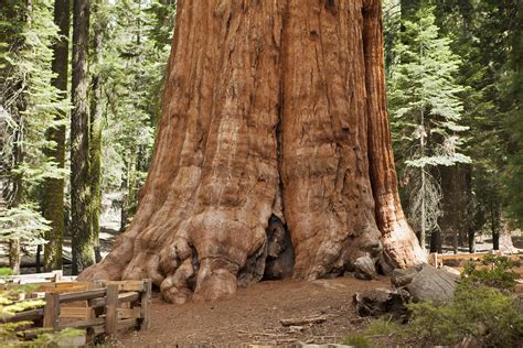 General Sherman A Giant Sequoia Tree In Giant Sequoia National Park Vrogue