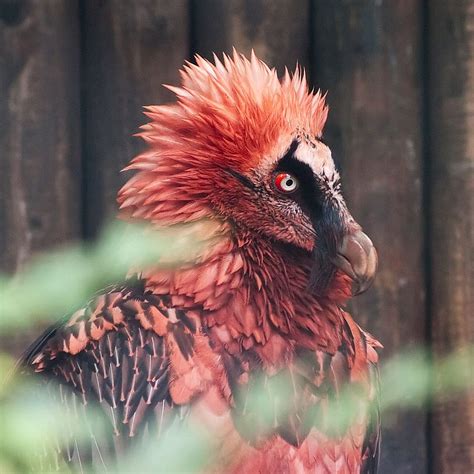 It S Called A Bearded Vulture And Yes Hd Phone Wallpaper Pxfuel