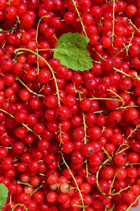 Berry Ripe Food Produce Healthy Close Image Free Photo