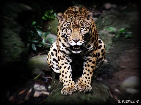 El Gran Jaguar A Photo On Flickriver