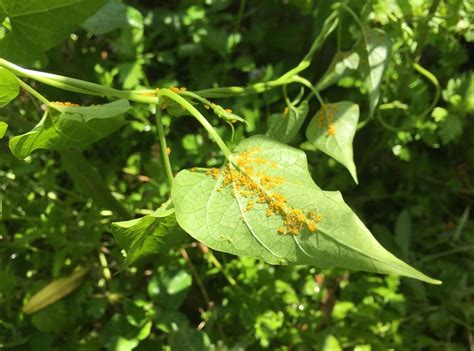 When Aphids Suck The Life From Your Milkweed Heres How To Safely Get Rid Of Them Texas