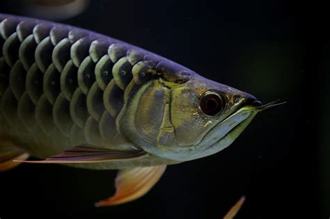 13 Cool And Exotic Freshwater Fish That You Can Keep At Home