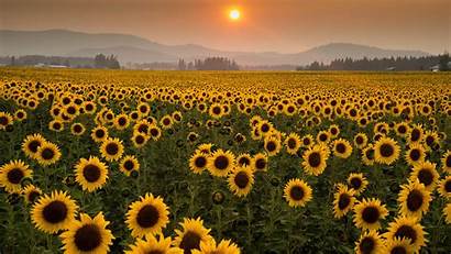 Sunflowers Sunflower Spiritualism Learn Spokesman Hoe Wattpad