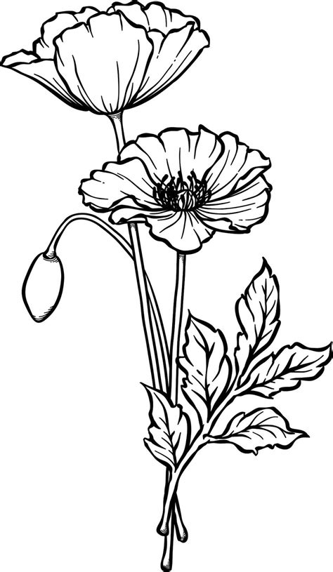 Beccys Place Poppies Flower Line Drawings Poppy Painting Flower