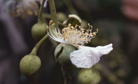 Swartzia Psilonema Harms Plants Of The World Online Kew Science