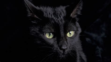 1920x1080 cat pc wallpaper free resolution: Wallpapers Black Cat - Wallpaper Cave