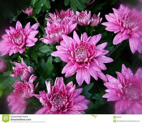 Pink Fall Flowers 1 Stock Photo Image Of Color Blur 38848