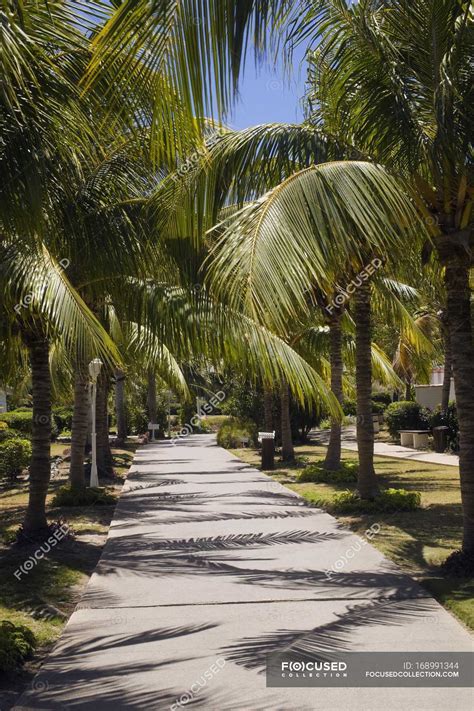 Palm Trees Lined Path Varadero Cuba — People Colorful Stock Photo