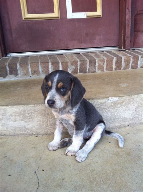 Sweet Little Blue Tick Beagle Pup Beagle Puppy Beagle Dog Blue Tick