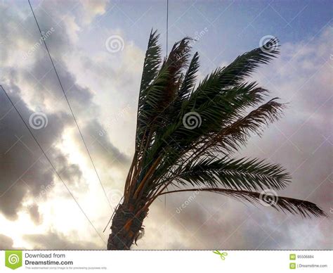 Unconfined Stock Photo Image Of Wind Destined Gusting 95506884