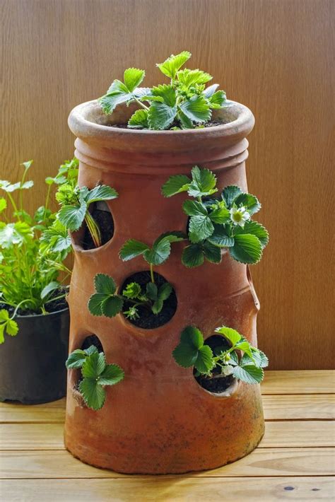 Strawberry Pot Top Growing Tips Growing Strawberries In Containers
