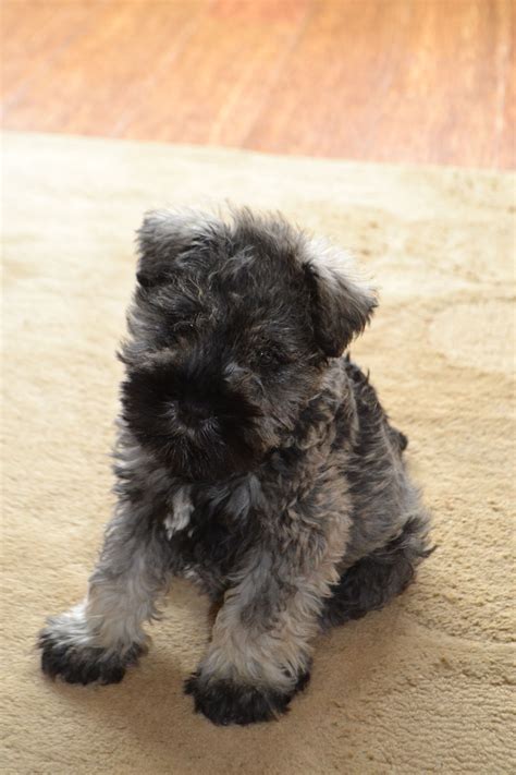 Otto Aged 10 Weeks Pepper Salt Miniature Schnauzer Puppy