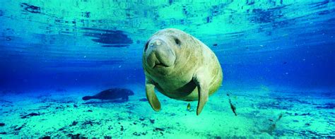 Other Marine Mammals - Center For Ocean Life