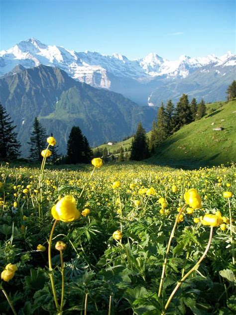 Alpine Flowers In Switzerland Switzerland Europe Spring Flowerfield