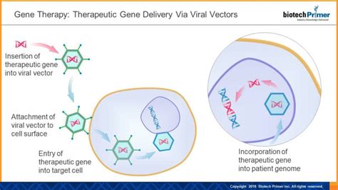 Gene Therapy Cures Biotech Primer Weekly