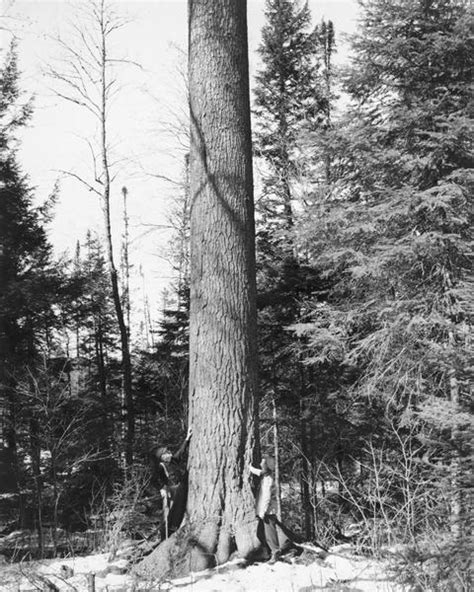 Worlds Largest White Pine Tree Photograph Wisconsin Historical Society
