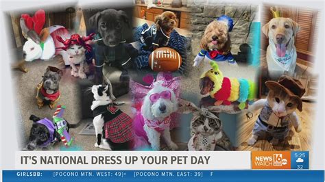 Suit Up Today Is National Dress Up Your Pet Day