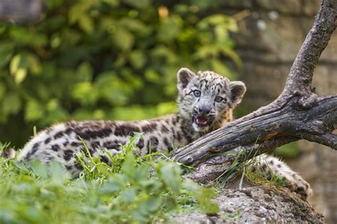 818826 4k Snow Leopards Cubs ©tambako The Jaguar Rare Gallery Hd