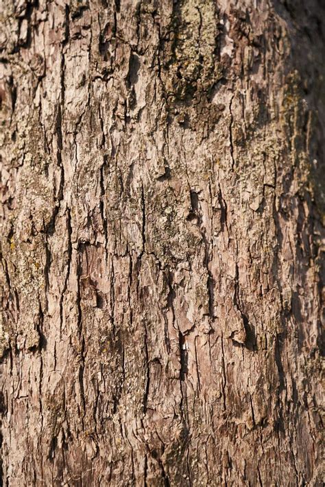 Brown Tree Trunk In Close Up Photography Photo Free Image On Unsplash