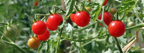 Gestalten sie ihren eigenen gemüsegarten mit unserer. 57 Top Photos Wann Tomaten Düngen / Dunger Fur Tomaten ...
