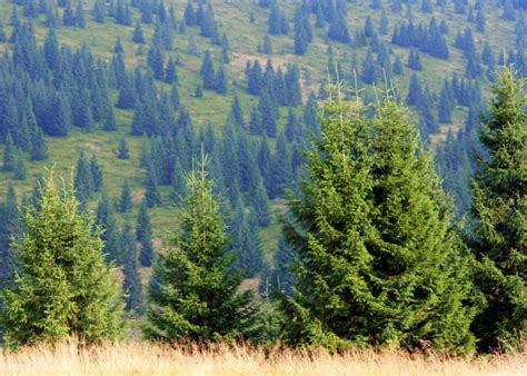 Evergreens Free Stock Photo Public Domain Pictures