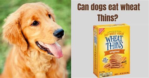 This allows for your dog's digestive tract to adjust without suffering from stomach issues. Can dogs eat wheat thins? Side effects - Benefits ...