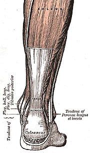 Posted on april 3, 2019april 3, 2019. Achilles Tendon Pain, Causes Of Pain In My Achilles Tendon