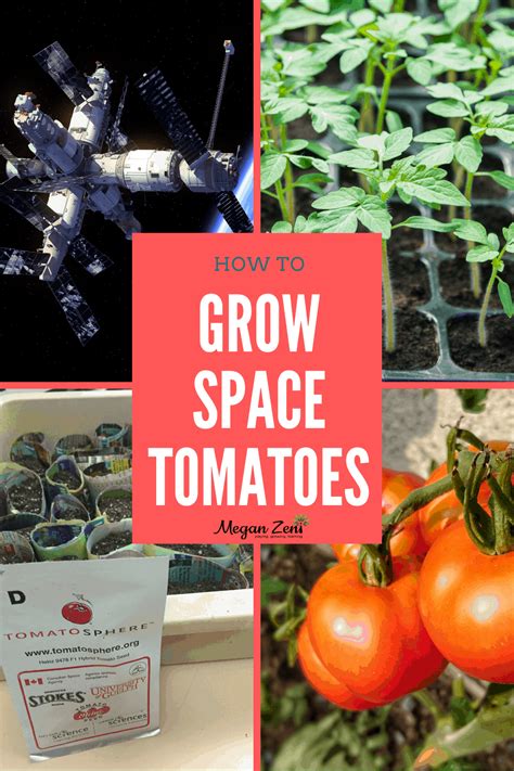 Growing Space Tomatoes With The Tomatosphere Project Megan Zeni