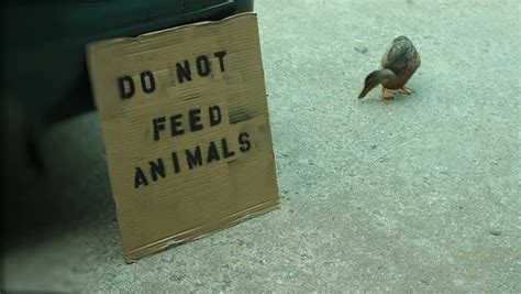 Larger size signs are available in the drop down above. Do Not Feed Animals Sign. Stock Footage Video 4082530 ...