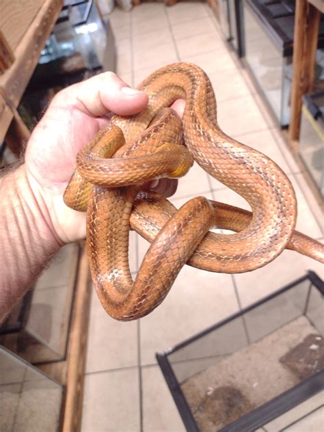 Beautiful Super Tame Adult Male Everglades Rat Snake 🐍 Other Rat Snake