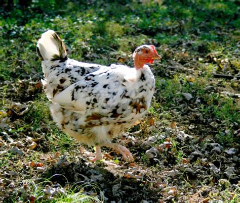 6 NAKED NECK Turken Chicken Hatching Eggs Mixed Colors LF Aloha And