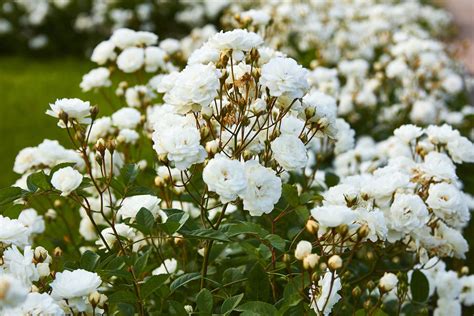 Jul 08, 2021 · incrediball hydrangea from proven winners produces huge flowers and is both reliable and beautiful. 11 Best Trees and Shrubs With White Flowers