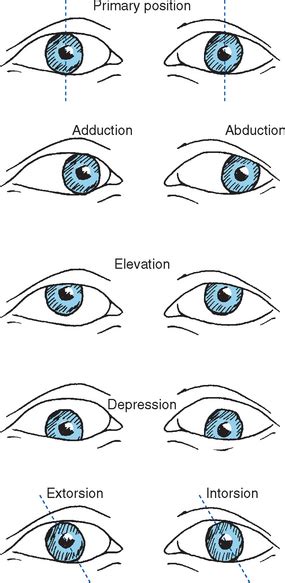 Control Of Eye Movements Neupsy Key