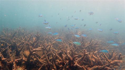 Australias Great Barrier Reef Has Worst Coral Die Off Ever