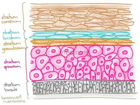 5 Layers Of Epidermis Skin Cell Life Skin Anatomy Anatomy Study
