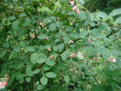 Common Snowberry Symphoricarpos Albus Native Plants Pnw