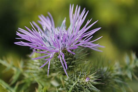 Attività di supporto psicologico altamen… Fiore di campo Foto % Immagini| piante, fiori e funghi ...