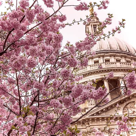 London Blossom David Henderson Flickr