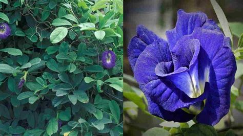 Maybe you would like to learn more about one of these? Manfaat Bunga Telang, Kembang Cantik yang Ampuh untuk ...