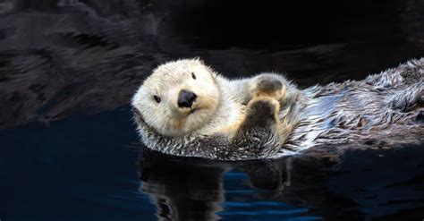 Sea Otter Animal Facts Enhydra Lutris Az Animals